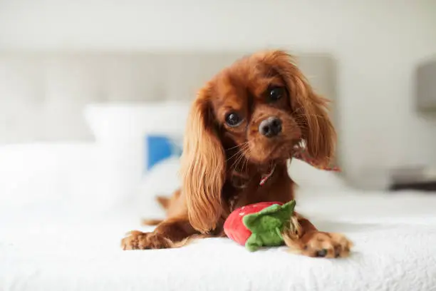 https://media.istockphoto.com/id/1292870356/photo/puppy-spaniel.webp https://media.istockphoto.com/id/1292870356/photo/puppy-spaniel.webp