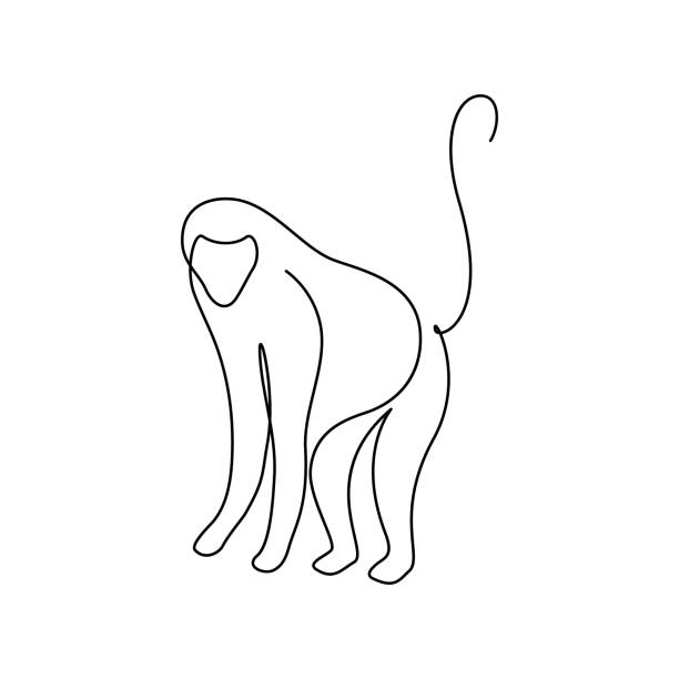 Monkey Monkey in continuous line art drawing style. Baboon primate minimalist black linear design isolated on white background. Vector illustration mandrill stock illustrations