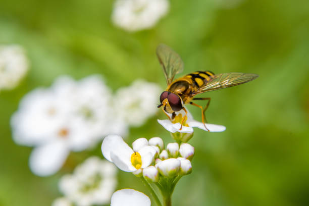 _rbe2537 - fütterung - hoverfly nature white yellow stock-fotos und bilder