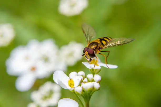 Male Hoverfly Feeding on White and Yellow Flowers in a UK Summer Garden