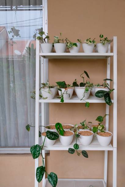 istock Epipremnum Aureum in the plant shelf. 1292873843