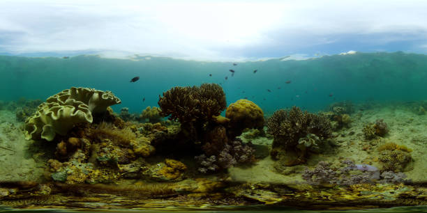istock Coral reef and tropical fish. Philippines. Virtual Reality 360 1292876584
