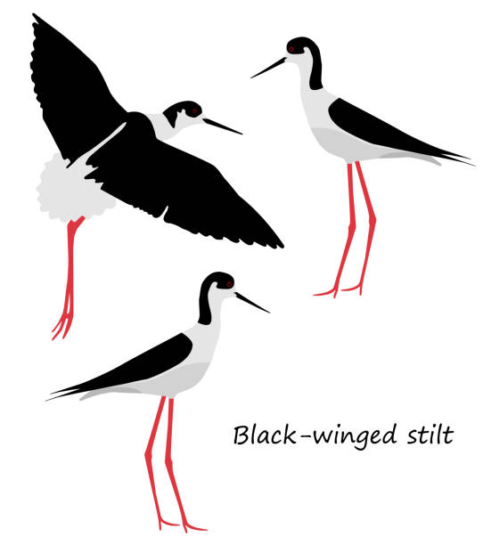illustrazioni stock, clip art, cartoni animati e icone di tendenza di palafitte dalle ali nere su sfondo bianco - freshwater bird animals in the wild feather animal leg