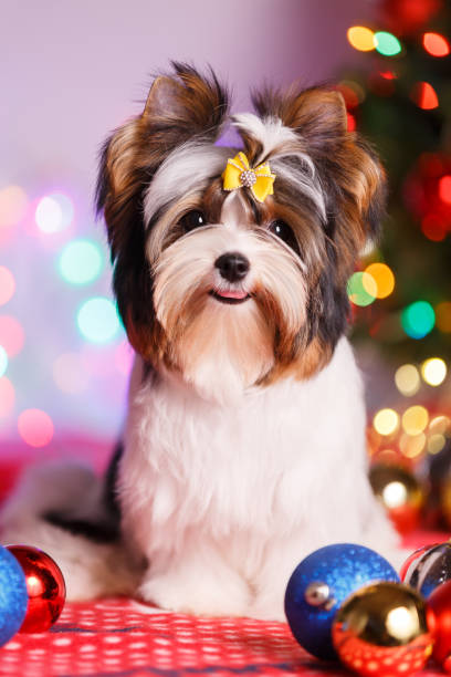 istock Biewer Terrier and Christmas decorations 1292877406
