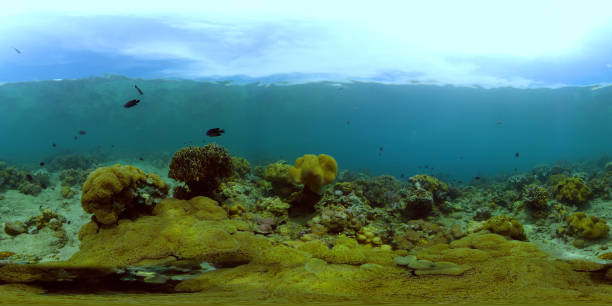 istock Coral reef and tropical fish underwater. Philippines. Virtual Reality 360 1292877749