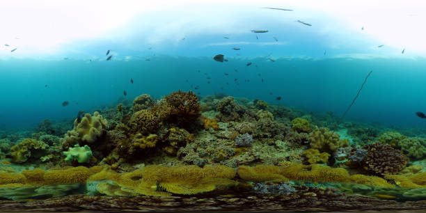istock Coral reef and tropical fish underwater. Philippines. 360-Degree view 1292878931