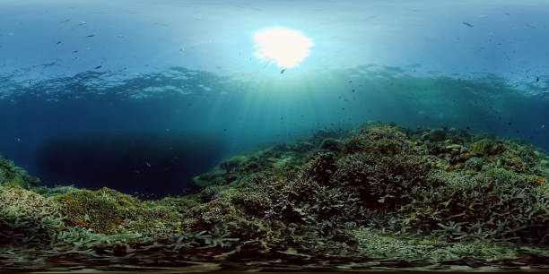 istock Coral reef and tropical fish. Philippines. Virtual Reality 360 1292879830