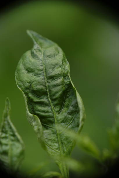 Closeup of curly chili leaf caused by disease.