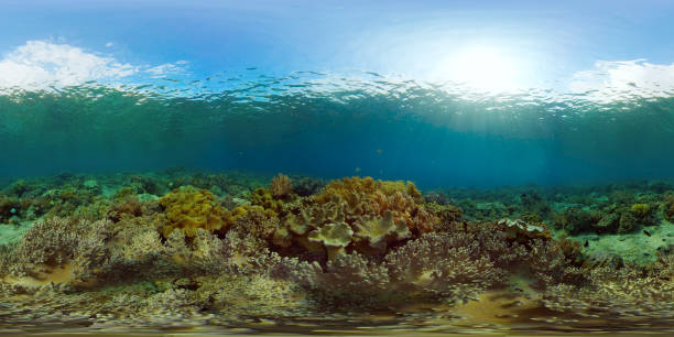 istock Coral reef and tropical fish. Philippines. 360-Degree view 1292880529