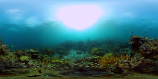istock Coral reef with fish underwater. Philippines. Virtual Reality 360 1292880896