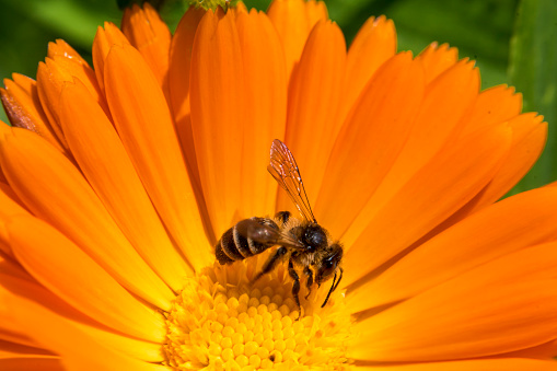Macro Image of Wasp feeding on Yellow and Orange Flower