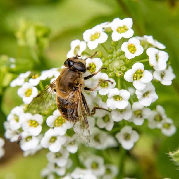 RBE2340 - Bee on a White Flower