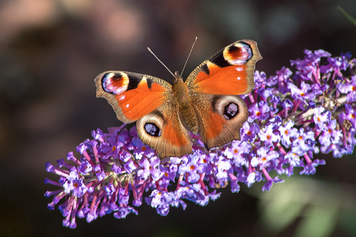 Red Spotted Peacoick Butterfly Resting on a Purple Buddleia Flower