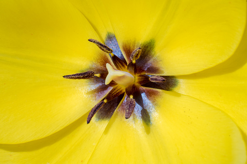 Macro Centre of yellow poppy flower petals Showing stamen and pistols