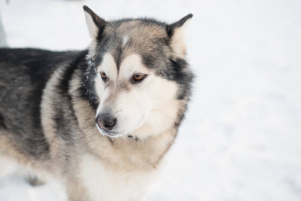 istock Alaskan malamute in winter forest. close up portrait. side view. 1292883017