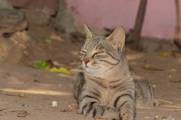 istock A pet cat sitting outside in the courtyard 1292883269