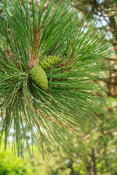 istock Branch of pine tree with cones in natural background. 1292883364