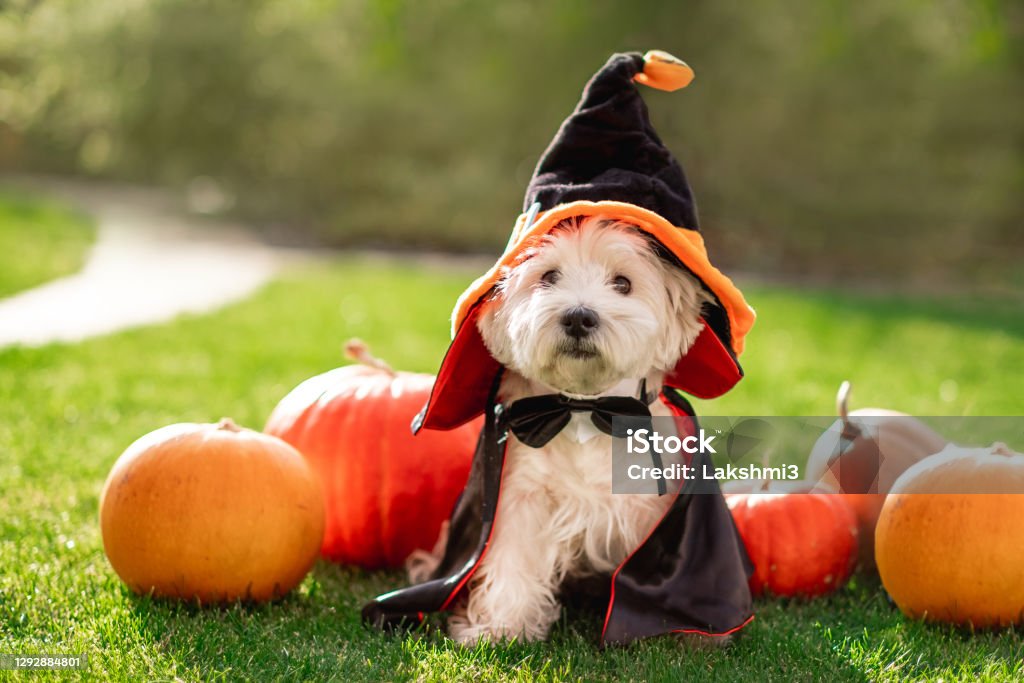 Funny West Highland White Terrier dog decorated with photo props sits near orange pumpkins, at home. Preparation for the celebration. Wallet or life. Happy Halloween and autumn concept. Halloween Stock Photo