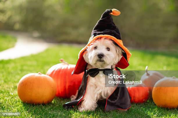 Funny West Highland White Terrier Dog Decorated With Photo Props Sits Near Orange Pumpkins At Home Preparation For The Celebration Wallet Or Life Happy Halloween And Autumn Concept Stock Photo - Download Image Now