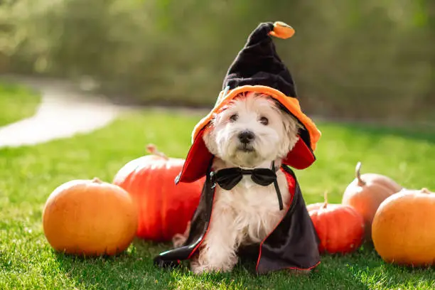 Funny West Highland White Terrier dog decorated with photo props sits near orange pumpkins, at home. Preparation for the celebration. Wallet or life. Happy Halloween and autumn concept.