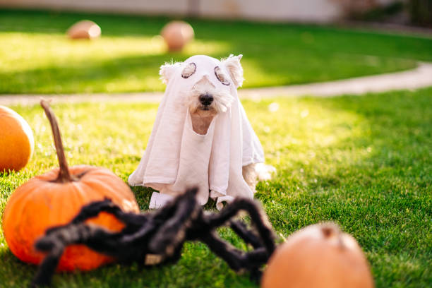 istock Happy Halloween Dog in ghost costume, ghost 1292884867