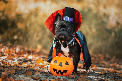 Perro Bulldog con traje de drácula. Vampiro de Halloween. photo