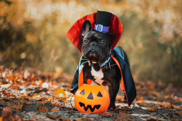 cane bulldog in costume da dracula. vampiro di halloween. - halloween foto e immagini stock