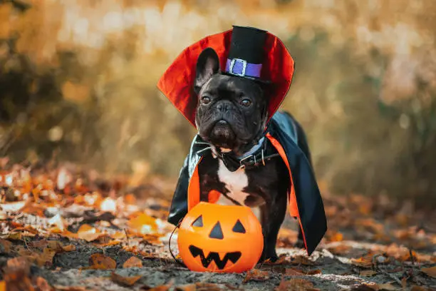 Bulldog dog in a dracula costume. Halloween vampire.