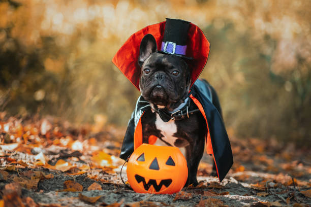 bulldog dog in a dracula costume. halloween vampire. - devil dogs imagens e fotografias de stock