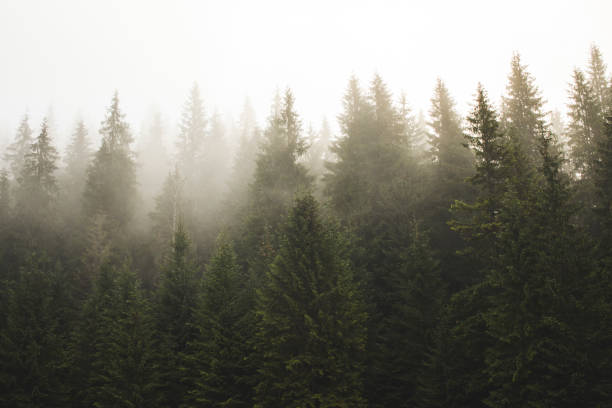 istock Haze in fir forest 1292887857