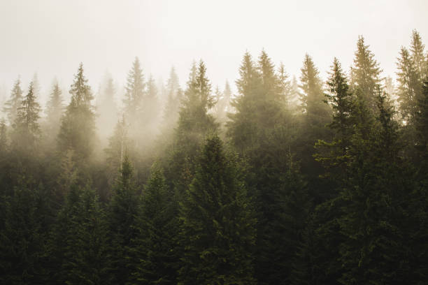 istock Haze in fir forest 1292887873