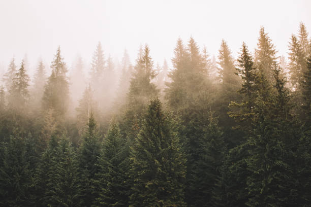 istock Haze in fir forest 1292887890