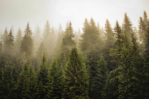 istock Haze in fir forest 1292888738