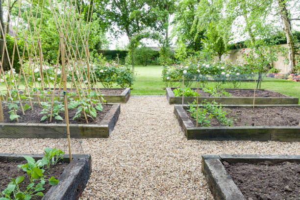 istock Gravel garden path in a vegetable patch, England, UK 1292888818