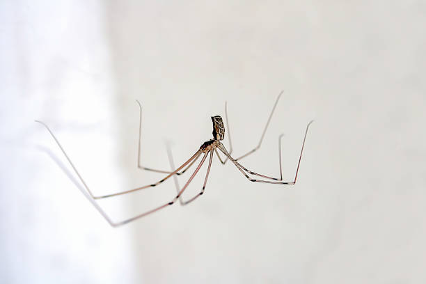 spider isolated on white background, macro photo. animals