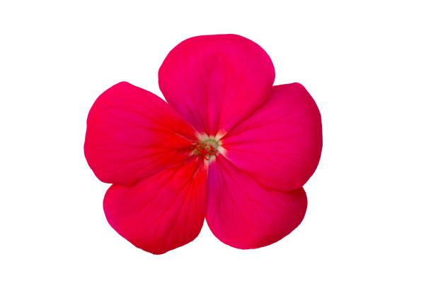 istock Geranium flower in shades of pink on white square. 1292889070