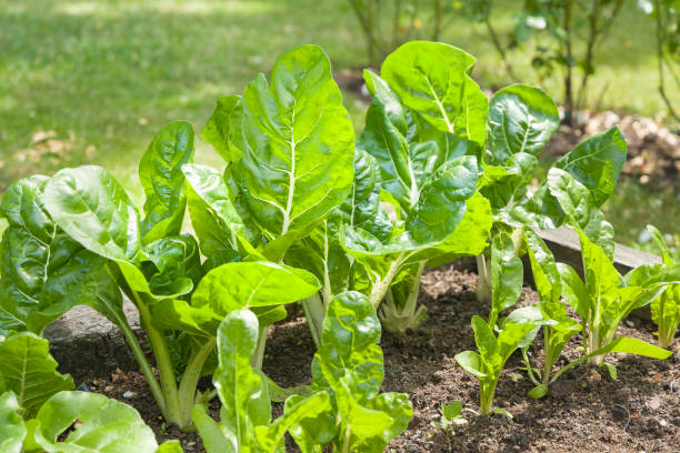 istock Swiss chard (leaf beet) plant growing in vegetable garden, UK 1292889645