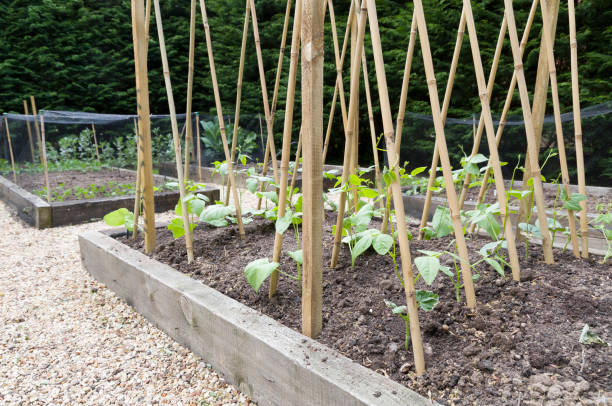 istock Young runner bean plants with bamboo cane supports 1292890571