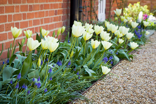 Tulips and muscari (grape hyacinth) growing in a garden flowerbed, spring flower bed, UK