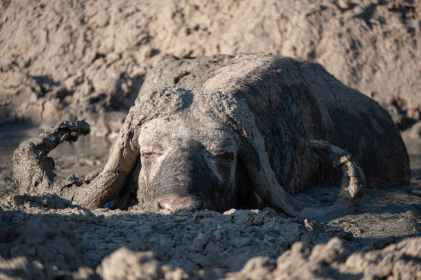Buffalo bull seen on a safari in South Africa during a drought, stuck in a mud pool.