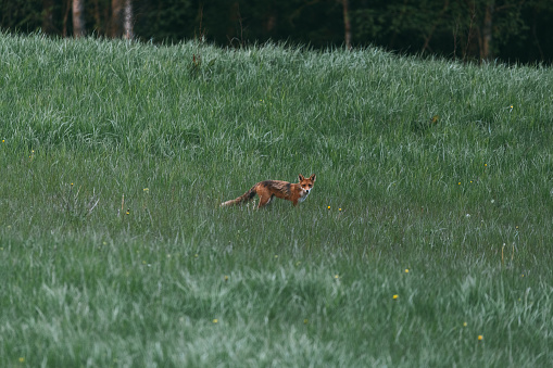 Red fox is looking to camera on summer morning. Wild mammal watching on meadow with green grass. Animal predator