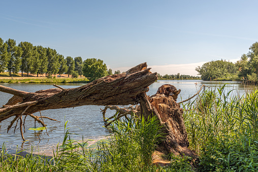 A rotten tree growing between reed plants on the edge of a lake has broken off and fell into the water.