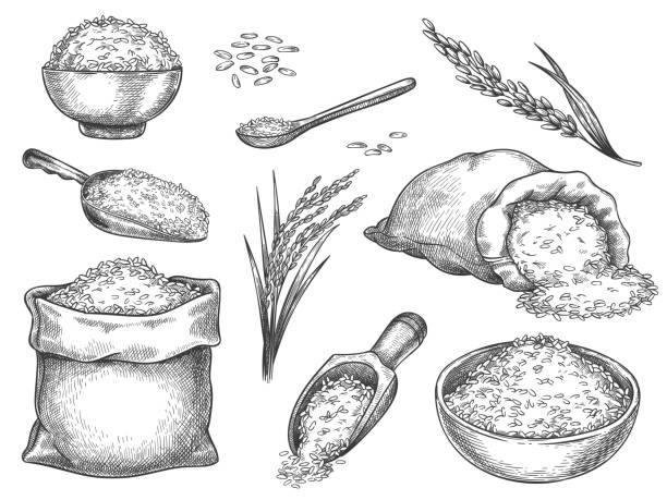 illustrazioni stock, clip art, cartoni animati e icone di tendenza di disegna i chicchi di riso. pila di semi vintage e orecchie da fattoria. grano basmati intero in borsa, scoop e cucchiaio. ciotola di porridge di riso. insieme vettoriale disegnato a mano - long grain