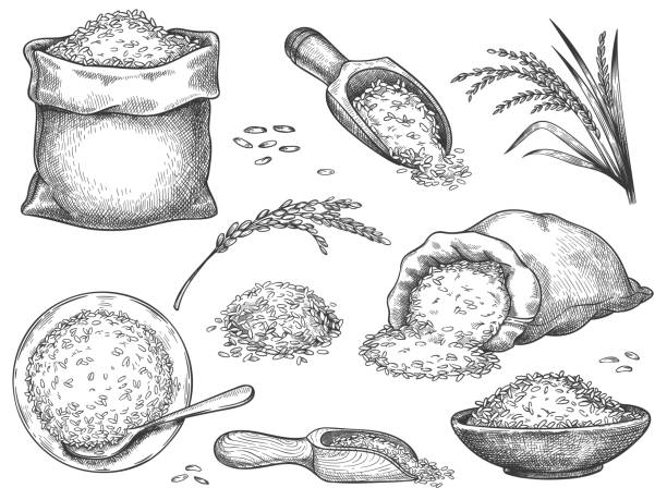 Hand drawn rice flour. Retro engraving cereal spikelets of wheat, rye, barley, basmati or jasmine rice. Grains in sack and scoop vector set. Illustration rice engraving meal, collection heap seeds