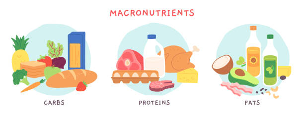 lebensmittel-makronährstoffe. fett-, kohlenhydrat- und protein-lebensmittelgruppen mit früchten und milchprodukten. nährstoffkomplex für diätvektor-infografik - protein stock-grafiken, -clipart, -cartoons und -symbole