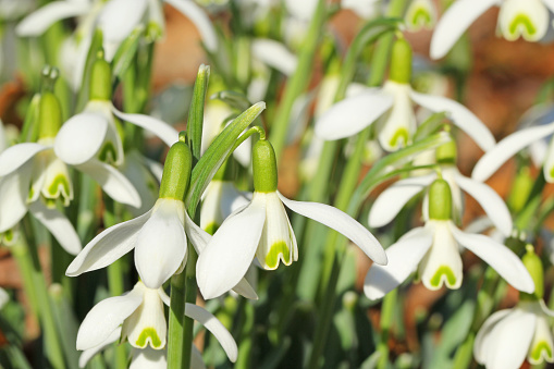 First spring snowdrop flowers. Water drops. Horizontal banner.