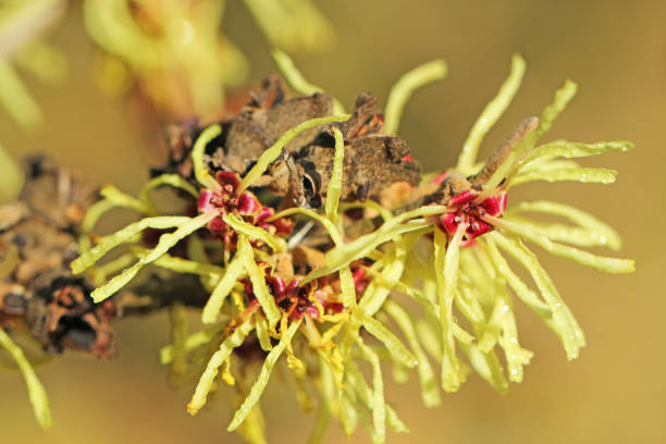 Close-up in selective focus of catkins and its little red flower of the common hazel (Corylus avellana) on branch, during spring season. Horizontal shot with copy space on right of the image.