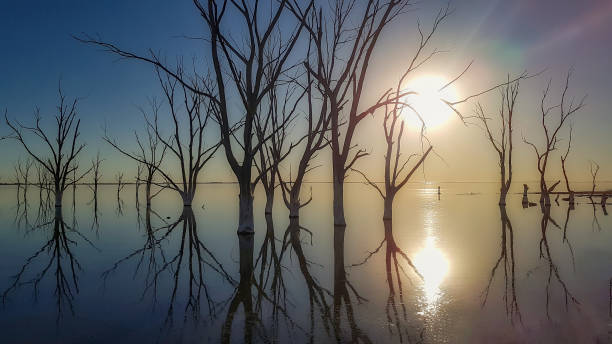 istock Death trees in the lake with silhouette sunset 1292901755