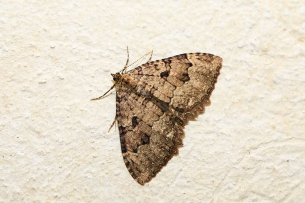 회색과 금색으로 보이는 나방, fvg 지역, 이탈리아 - moth 뉴스 사진 이미지