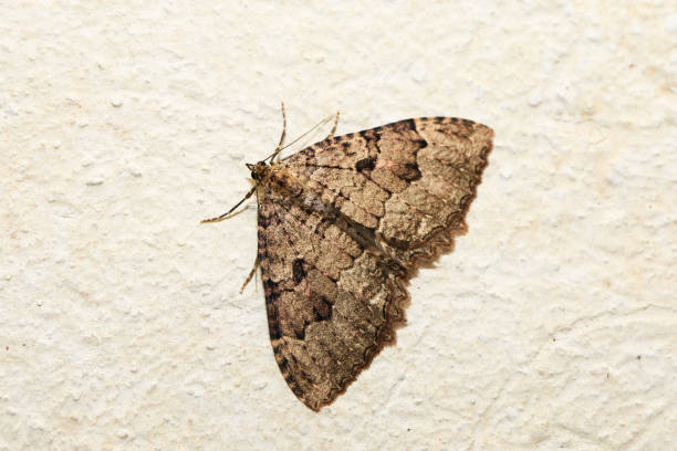 Grey and gold-looking moth, FVG region, Italy Macro view of a grey and gold-looking moth at winter, FVG region, Italy. moth stock pictures, royalty-free photos & images